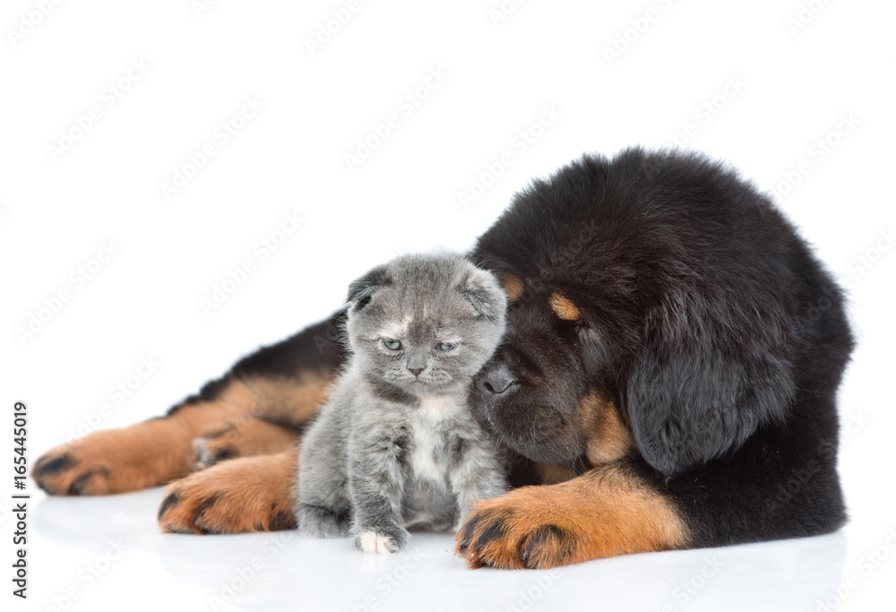 Puppy of a Tibetan mastiff with a kitten. isolated on white background Puppy of a Tibetan mastiff with a kitten. isolated on white background
