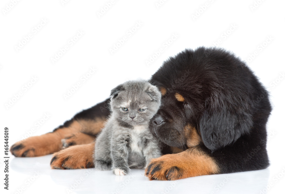 Puppy of a Tibetan mastiff with a kitten. isolated on white background