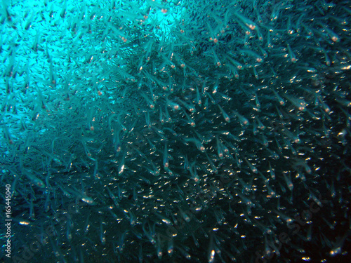 Glass fish Maldives2 © Cdric