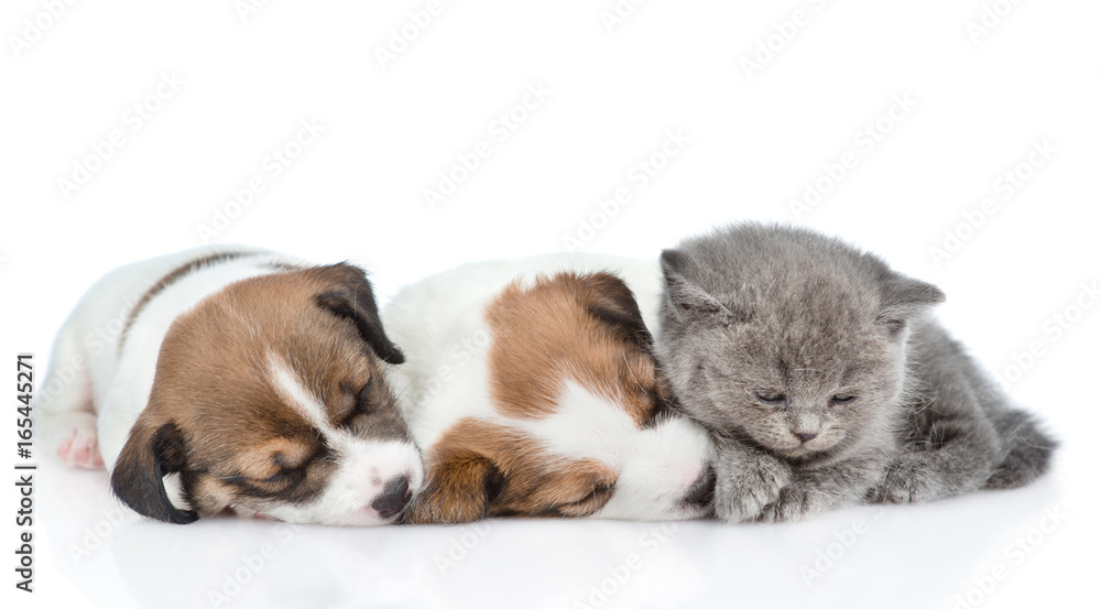Kitten sleep with puppies Jack Russell. isolated on white background Kitten sleep with puppies Jack Russell. isolated on white background