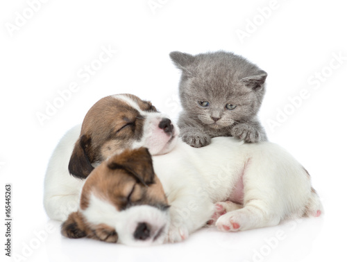 Fototapeta Naklejka Na Ścianę i Meble -  Kitten and a group of sleeping puppies Jack Russell. isolated on white background