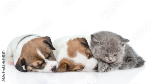 Kitten sleep with puppies Jack Russell. isolated on white background