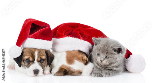 Fototapeta Naklejka Na Ścianę i Meble -  Kitten and a group of sleeping puppies Jack Russell in red santa hats. isolated on white background