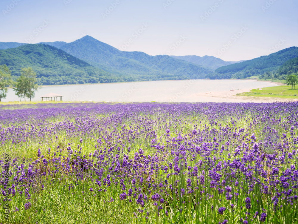 Landscape view of lavender and Kanayama lake in Hokkaido, Japan