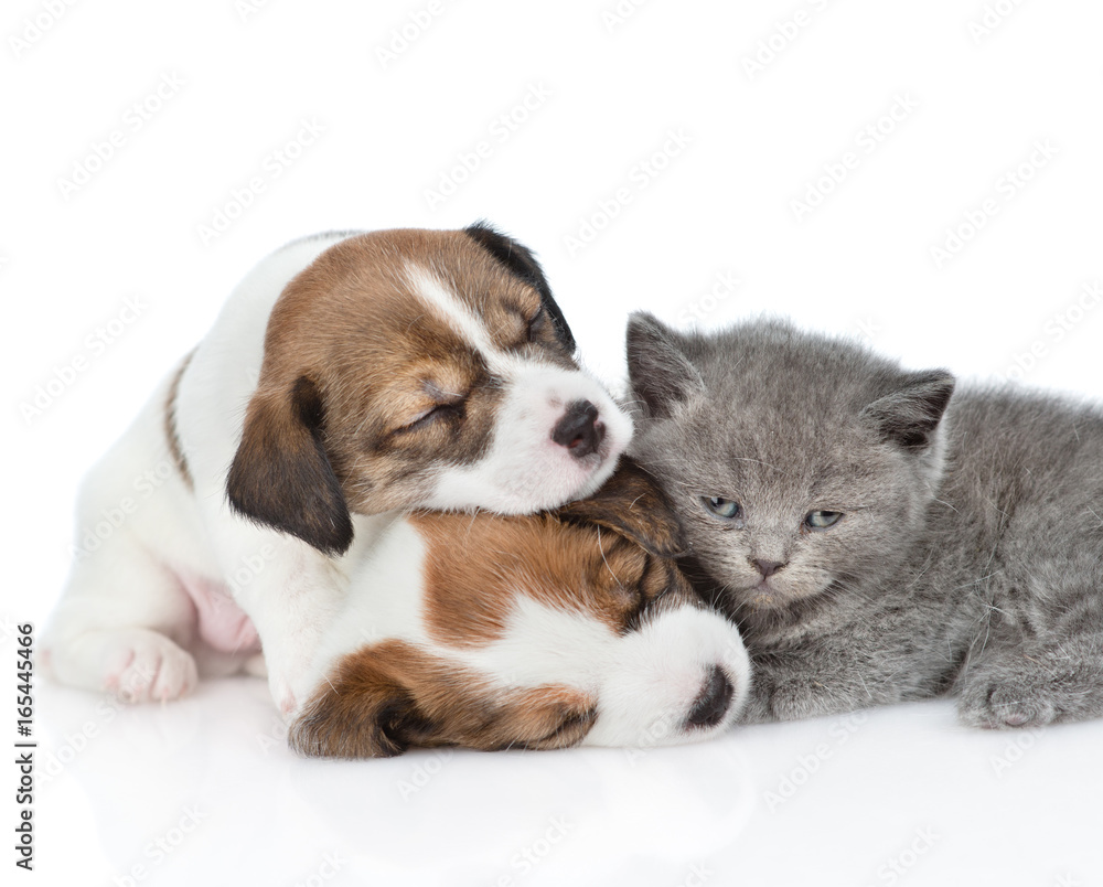 Close up kitten and a sleeping puppies Jack Russell. isolated on white background