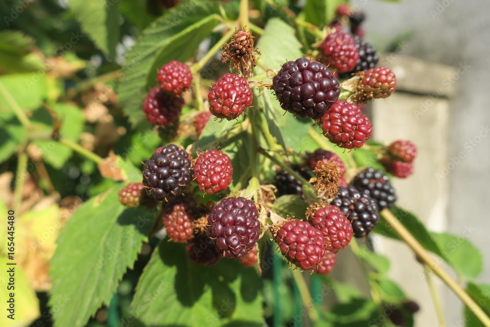 blackberry blackberry