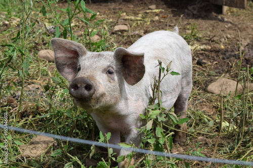 Breeding pig on a small farm