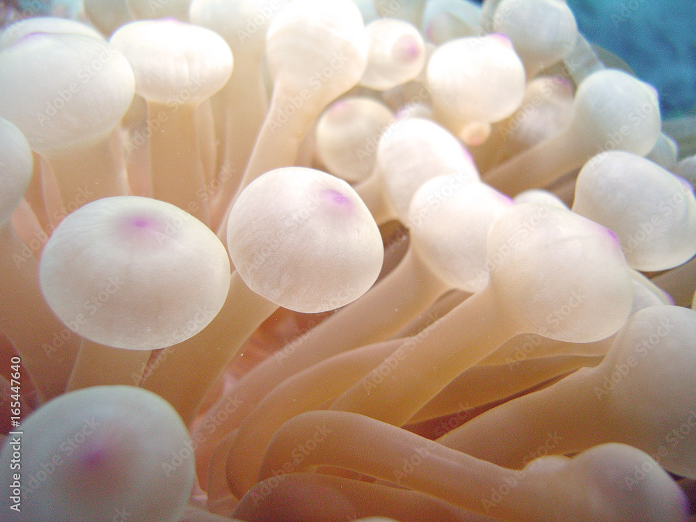 Anemone1copy Anemone1copy
