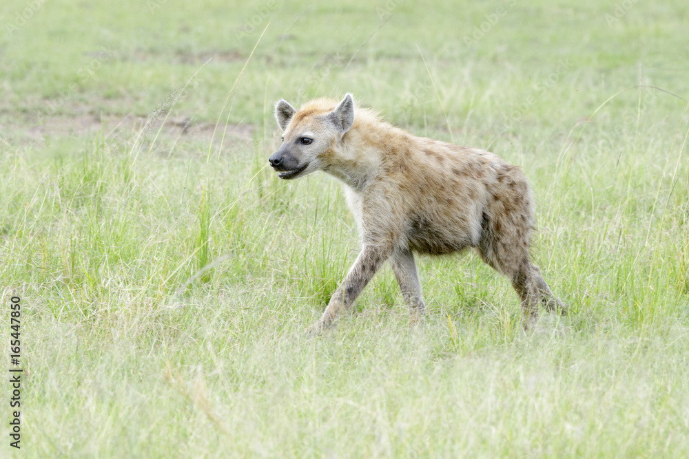 Spotted hyena (Crocuta crocuta) walking on savanna, Masai Mara National Reserve, Kenya Spotted hyena (Crocuta crocuta) walking on savanna, Masai Mara National Reserve, Kenya