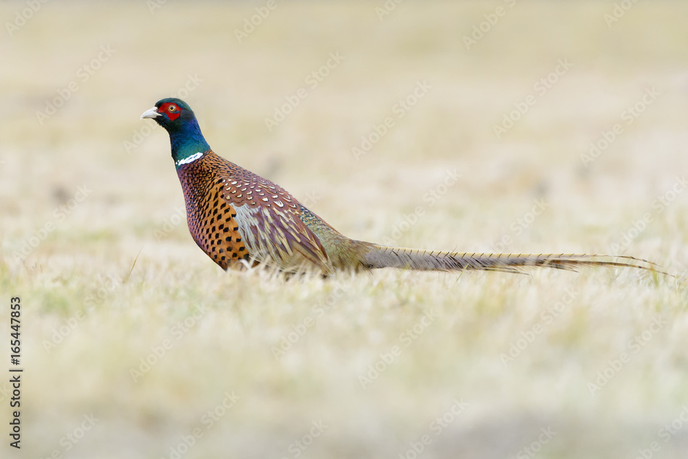 Fototapeta premium Pheasant (Phasianus colchicus) on a meadow in autumn, Kutno, Poland