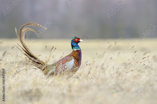Pheasant (Phasianus colchicus) on a meadow in autumn, Kutno, Poland photo