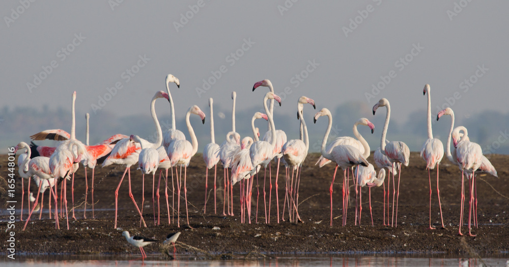 Fototapeta premium Flock of Greater Flamingos at Bhigwan