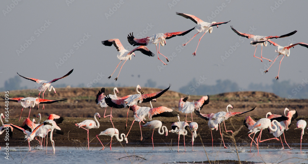 Fototapeta premium Flock of Greater Flamingos at Bhigwan