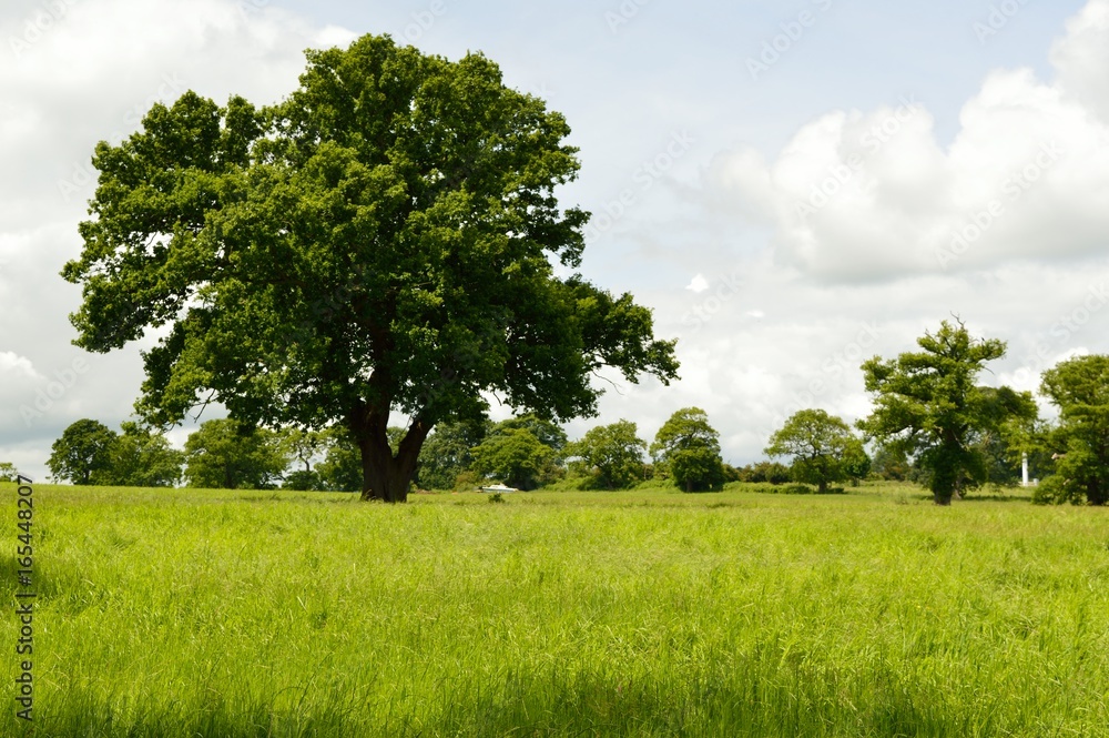 Fototapeta premium Large tree in a field with an abandoned cabin cruiser boat in the background.