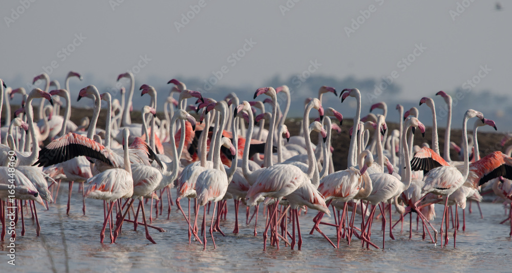 Naklejka premium Flock of Greater Flamingos at Bhigwan