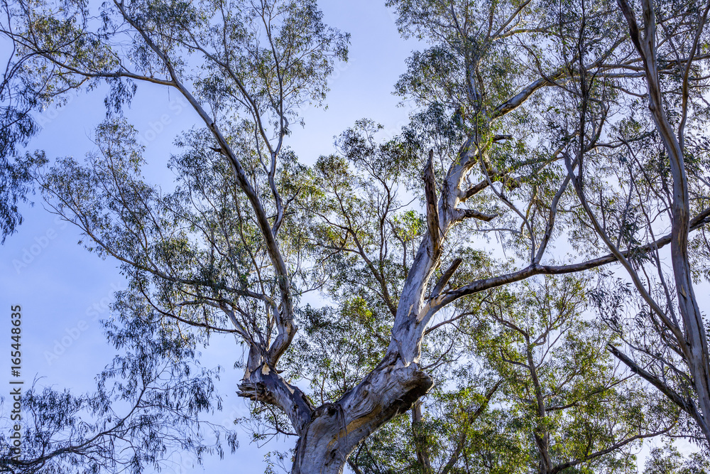 Australian native blue gum tree looking up at the sky Australian native blue gum tree looking up at the sky