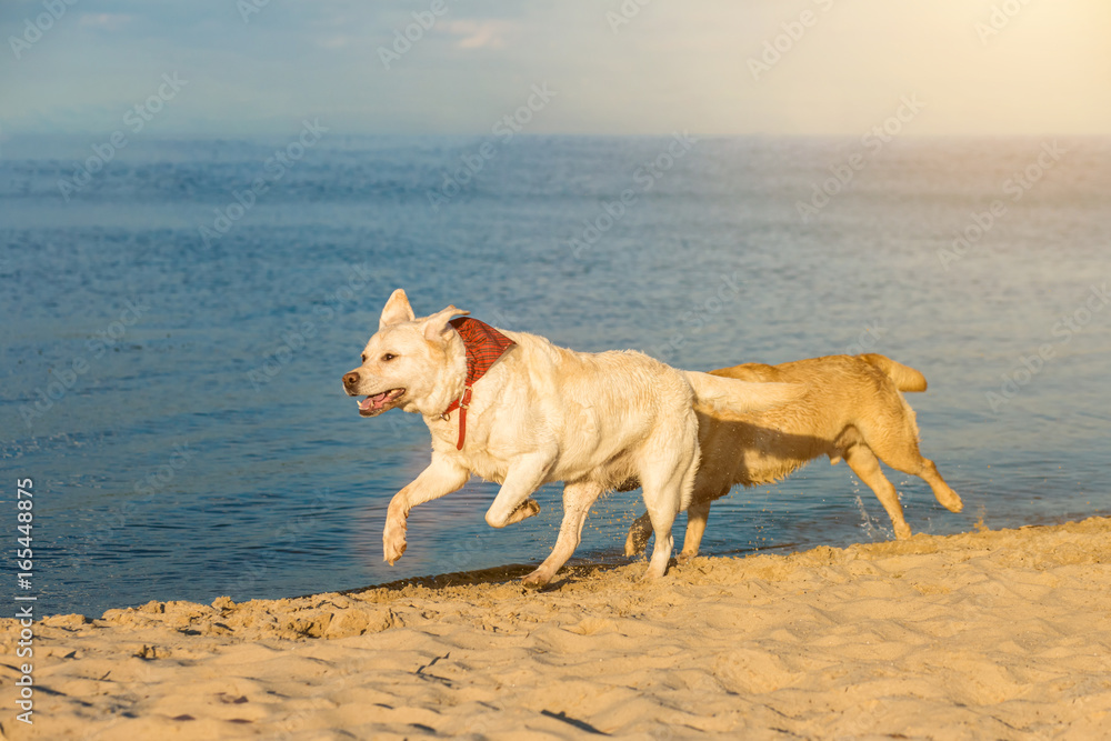 Golden Labrador retrievers having fun running along beach. Sun flare Golden Labrador retrievers having fun running along beach. Sun flare