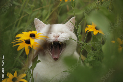 Fototapeta Naklejka Na Ścianę i Meble -  white cute kitty in the garden
