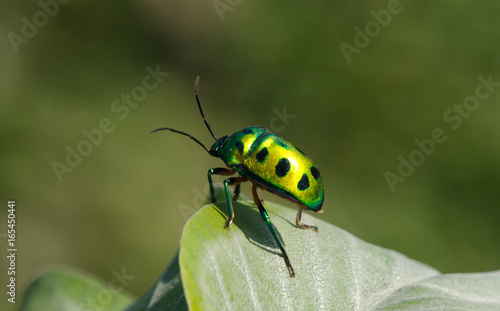 Jewel Bug © Mihir Joshi