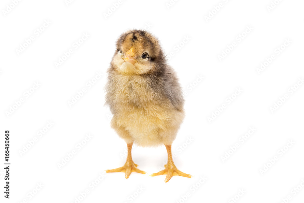 Obraz premium Chicken on white background