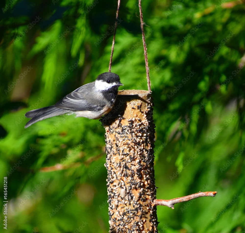 Naklejka premium Chickadee on a peanut butter and birdseed feeder