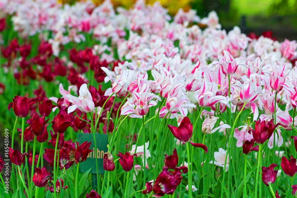 Flower tulips background Flower tulips background