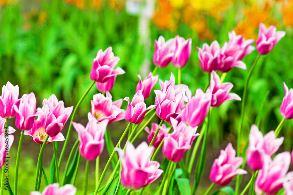 Flower tulips background