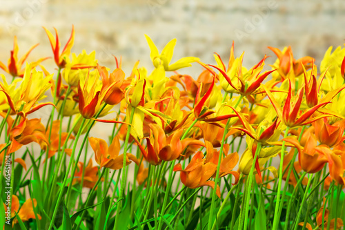 Fototapeta Naklejka Na Ścianę i Meble -  Flower tulips background