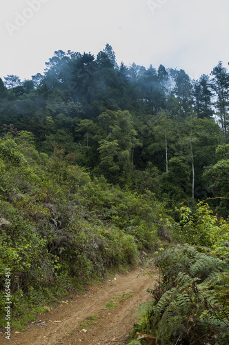 Enigmatic and mysterious forests of Central America. Guatemala