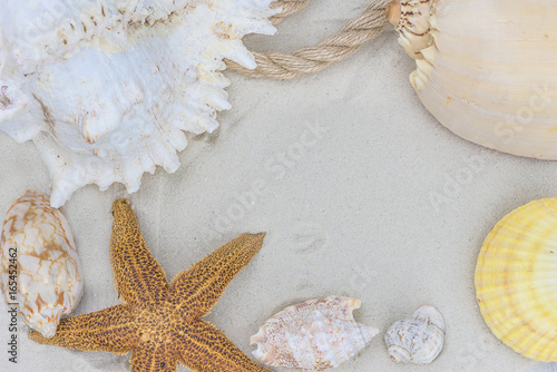 sea vacations concept/beautiful seashells on white sand with copy space photo