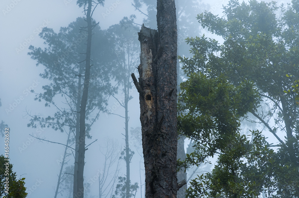 Fototapeta premium Enigmatic and mysterious forests of Central America. Guatemala