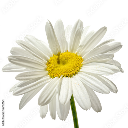 chamomile flower isolated on white background