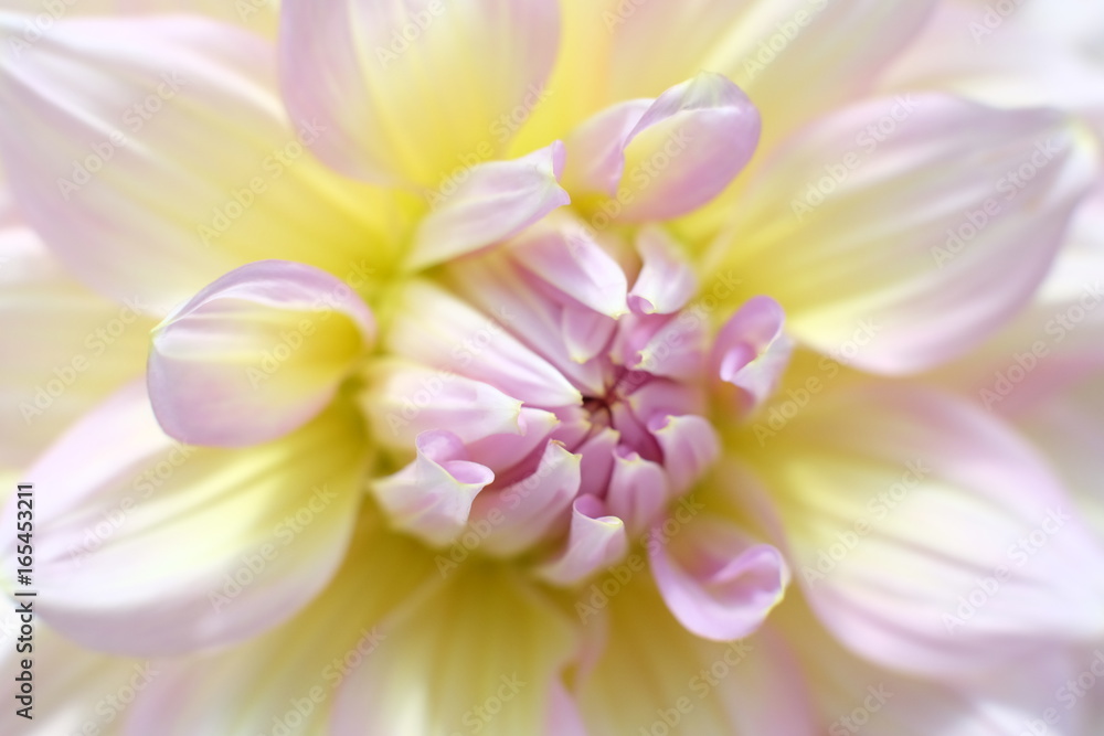 flower flower