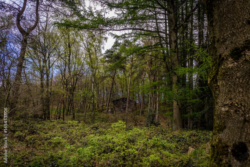 Obraz premium Holzhütte im Teutoburger Wald
