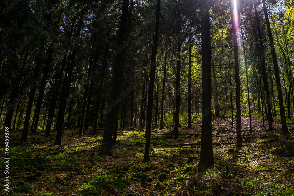 Obraz premium Mitten im Teutoburger Wald