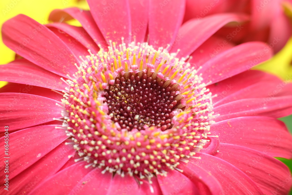 flower flower