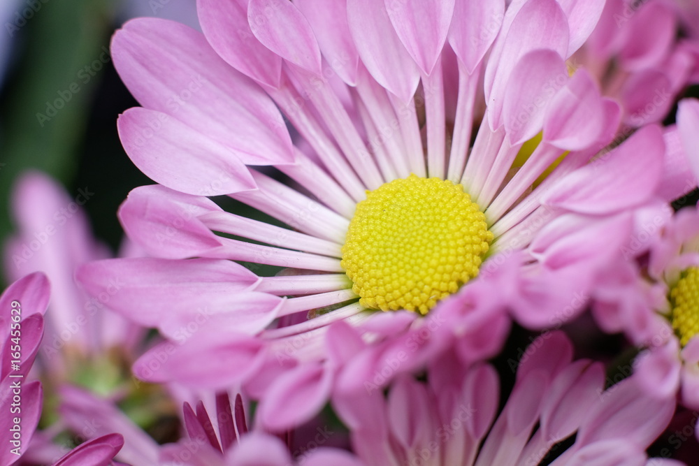 flower flower
