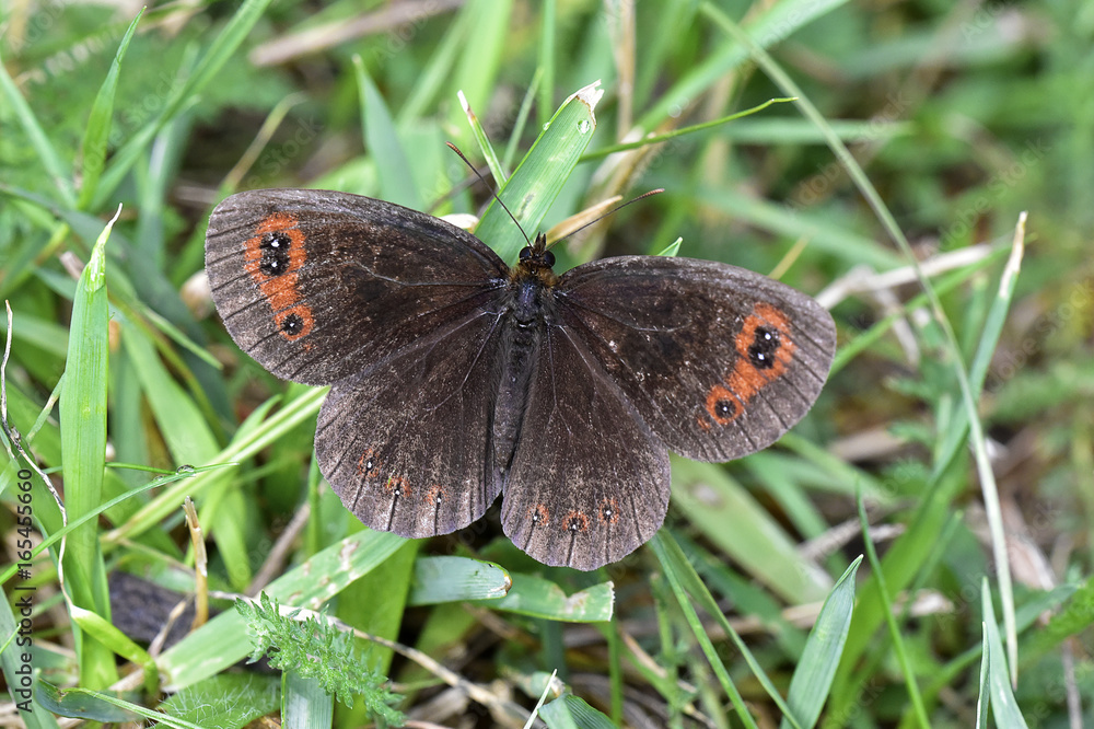 Fototapeta premium Erebia Neoridas