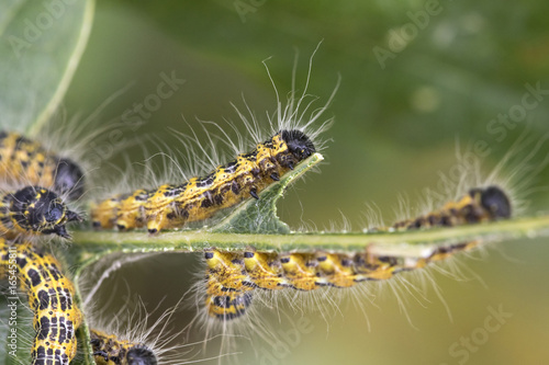Buff-tip caterpillar © Paul