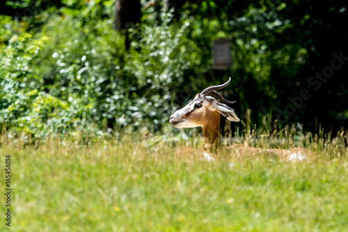 Mhorr-Gazelle - Dama gazelle - Nanger dama photo