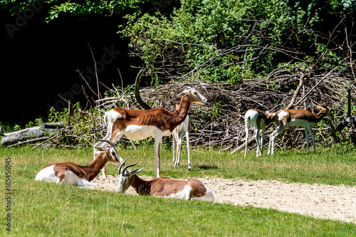 Mhorr-Gazelle - Dama gazelle - Nanger dama photo