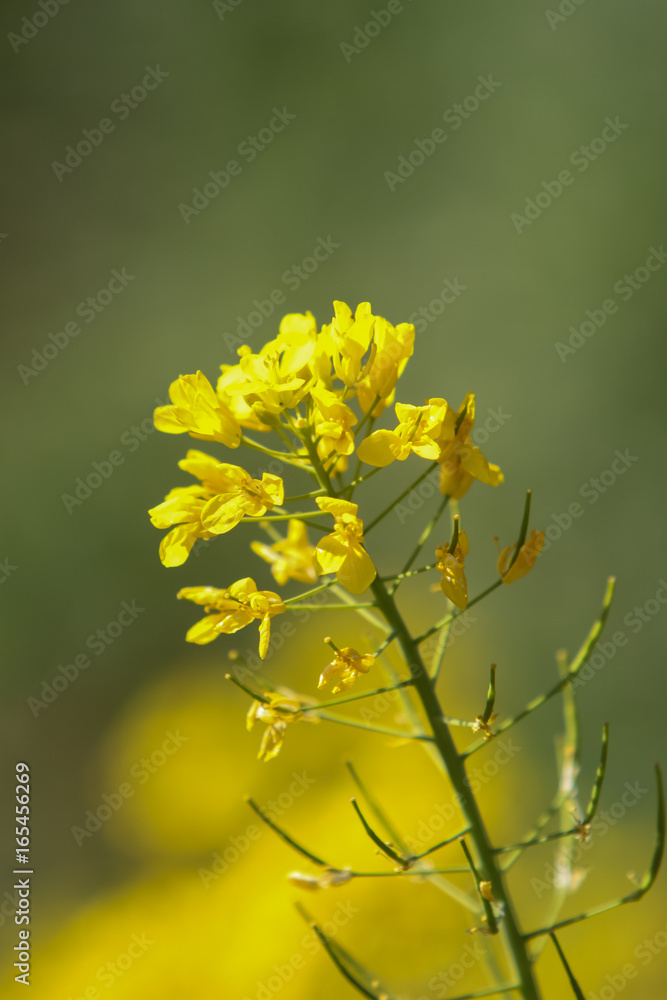 Field mustard Field mustard