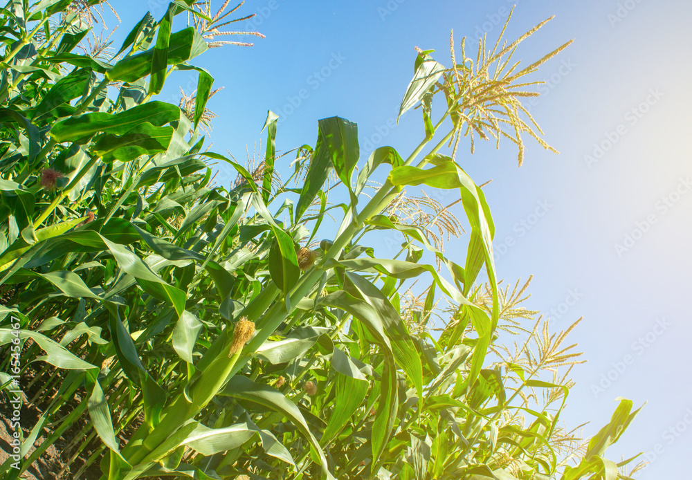 Corn in a field in the rays of the summer sun Corn in a field in the rays of the summer sun
