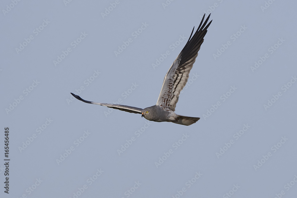 Obraz premium Montagus harrier (Circus pygargus)