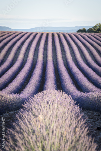Campi di lavanda in provenza