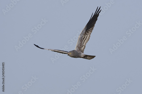 Montagus harrier  Circus pygargus 