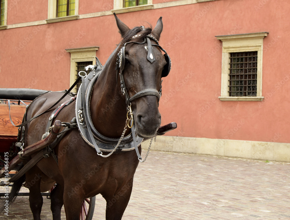 The horse costs in the old city. The horse is intended for transportation of tourists. The horse costs in the old city. The horse is intended for transportation of tourists.