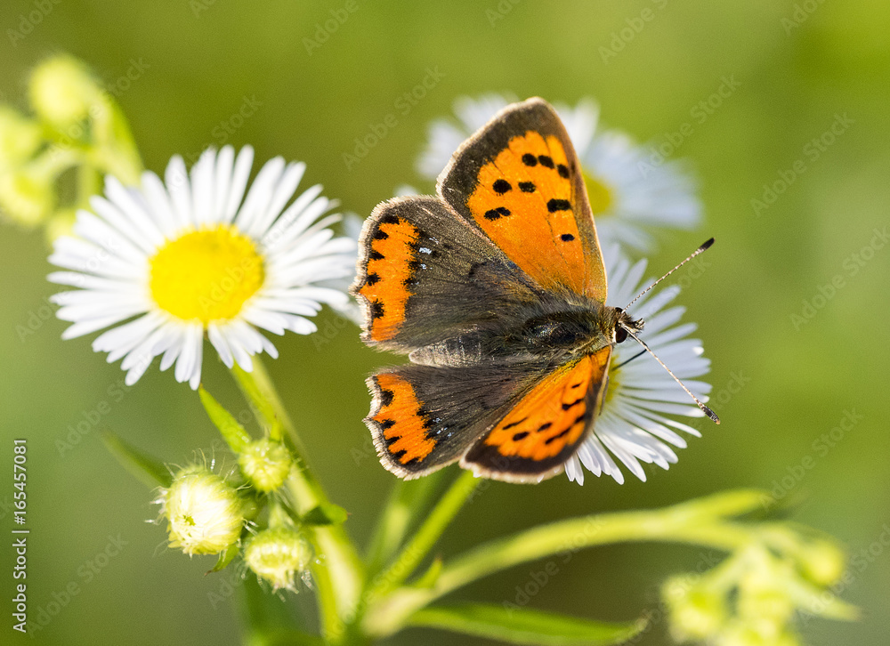 Lycaena Phlaeas