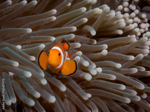 Clown anemone fish(Nemo) in anemone © yooranpark