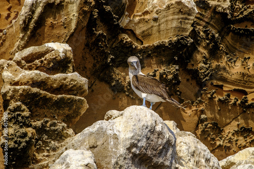 Fotografía Galapagos blue footed booby